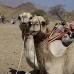 camel_desert_ma_v_0293_egy3568.jpg